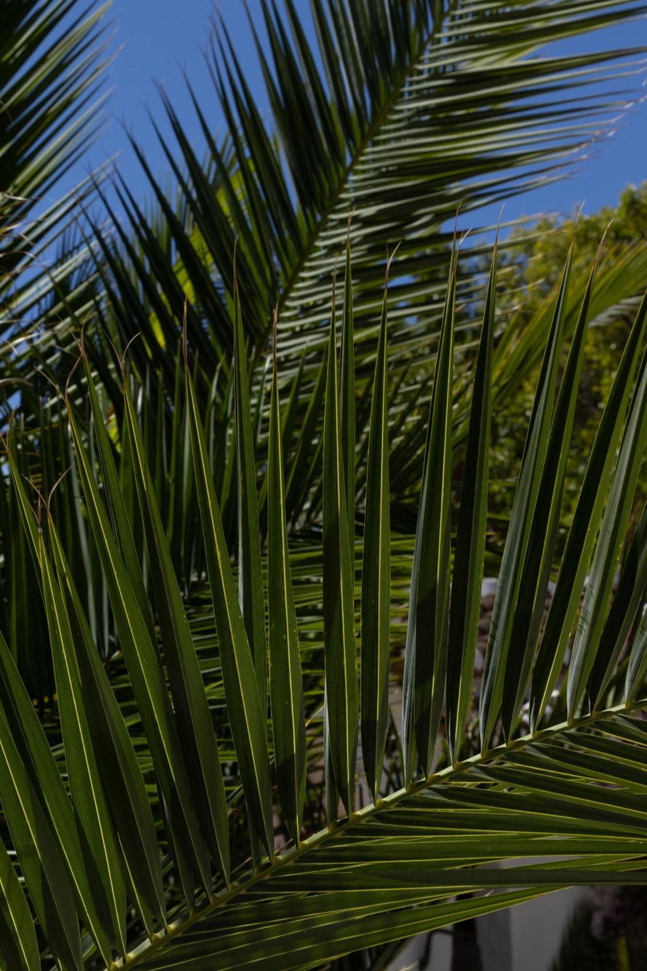 La Casa Del Burro Bed and Breakfast Nerja Exteriör bild