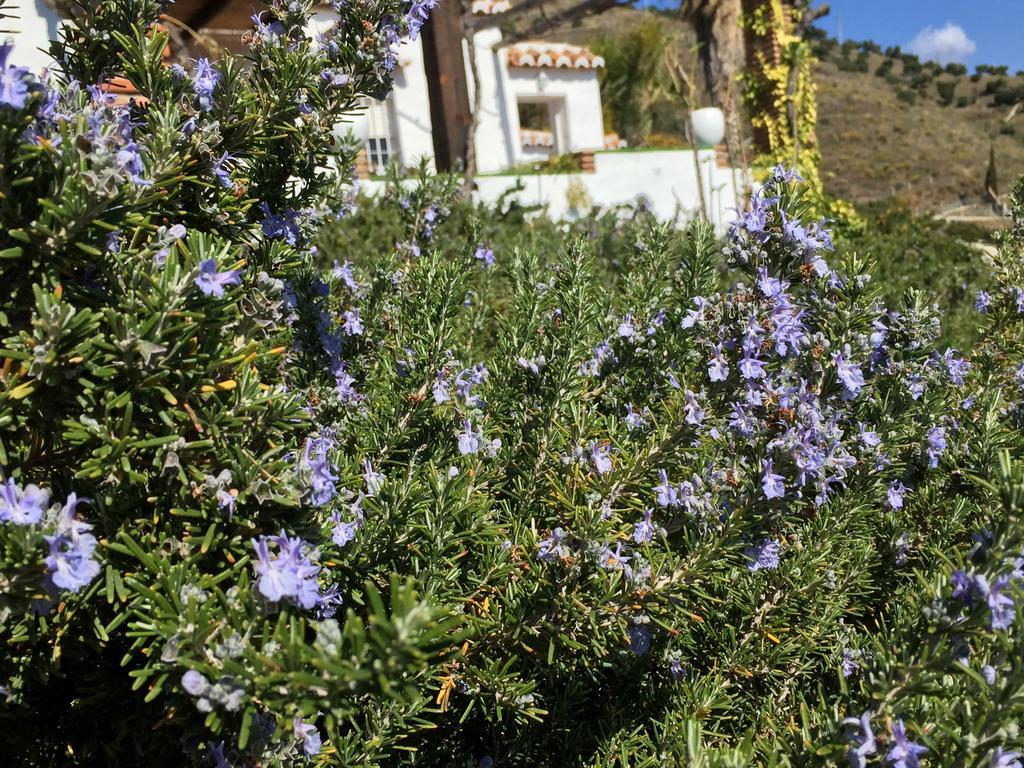 La Casa Del Burro Bed and Breakfast Nerja Exteriör bild